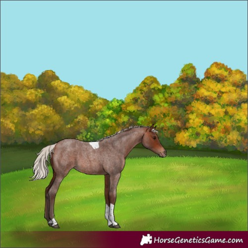 Horse Color:Silver Bay Roan Tobiano