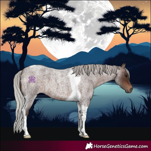 Horse Color:Silver Bay Roan Tobiano 
