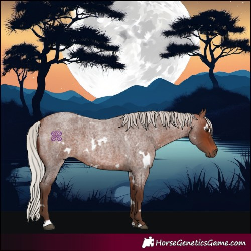 Horse Color:White Spotted Silver Bay Roan 