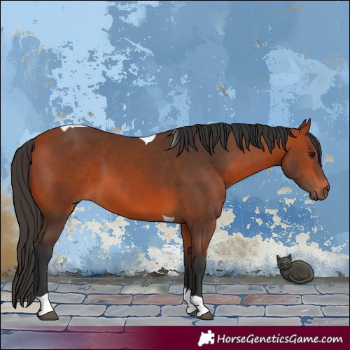 Horse Color:Bay Tobiano 