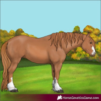 Horse Color:Chestnut 