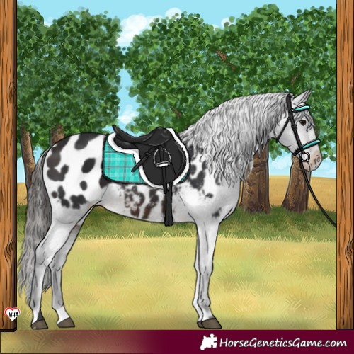 Horse Color:Brown Appaloosa 