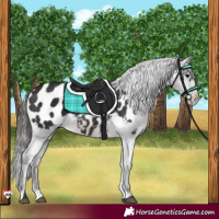 Horse Color:Brown Appaloosa