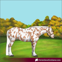 Horse Color:Silver Bay Pearl Tobiano Appaloosa 