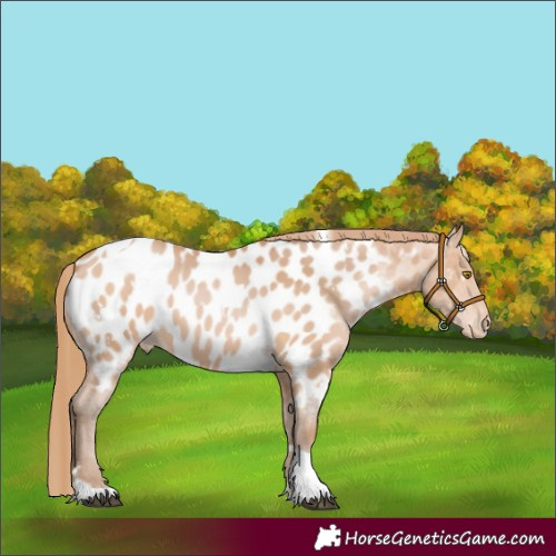 Horse Color:White Spotted Bay Pearl Tobiano Near Leopard 