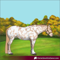 Horse Color:White Spotted Bay Pearl Tobiano Near Leopard 