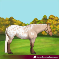 Horse Color:Silver Bay Roan Dun Blanket Rabicano 