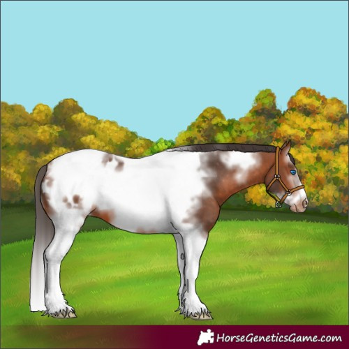 Horse Color:Bay Splash Tobiano Frame Appaloosa