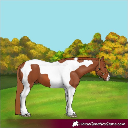 Horse Color:Chestnut Tobiano 