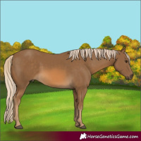 Horse Color:Chocolate Palomino 