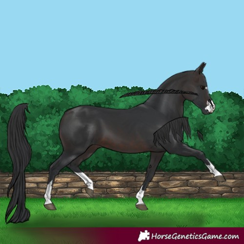 Horse Color:Brown 