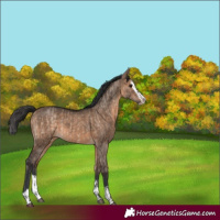 Horse Color:Brown Dun  and Brown Dun Splash 
