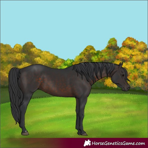 Horse Color:Brown 