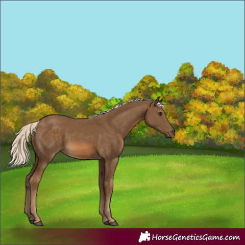 Horse Color:Unknown 
