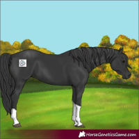 Horse Color:Black Tobiano Rabicano 