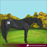 Horse Color:Black 