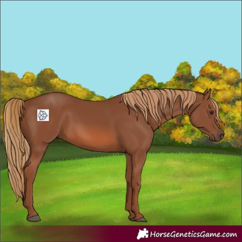 Horse Color:Chestnut 