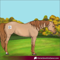 Horse Color:Red Dun 