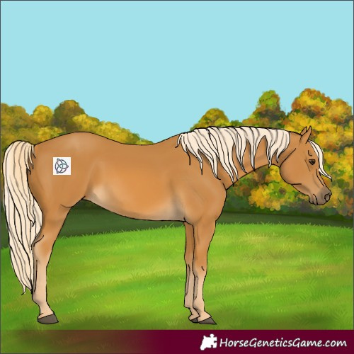 Horse Color:Palomino 