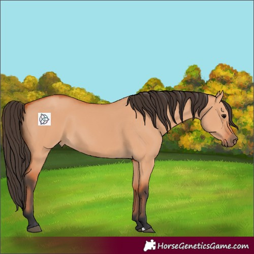 Horse Color:Bay Dun