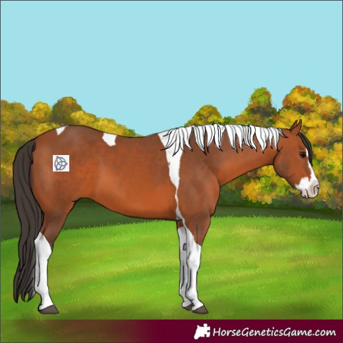 Horse Color:Bay Splash Tobiano