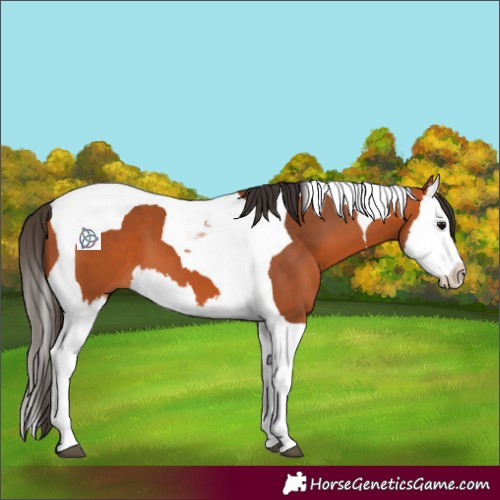 Horse Color:Bay Splash Tobiano