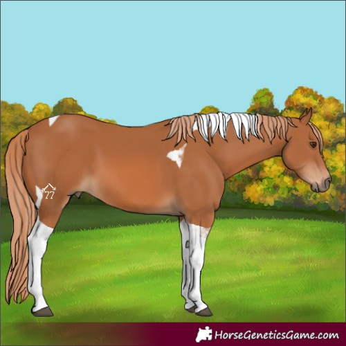 Horse Color:Chestnut Tobiano 