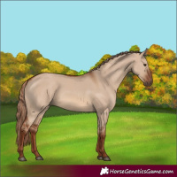 Horse Color:Red Dun 