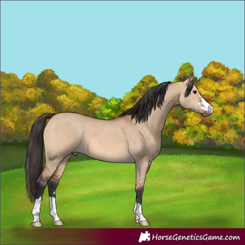 Horse Color:Bay Dun