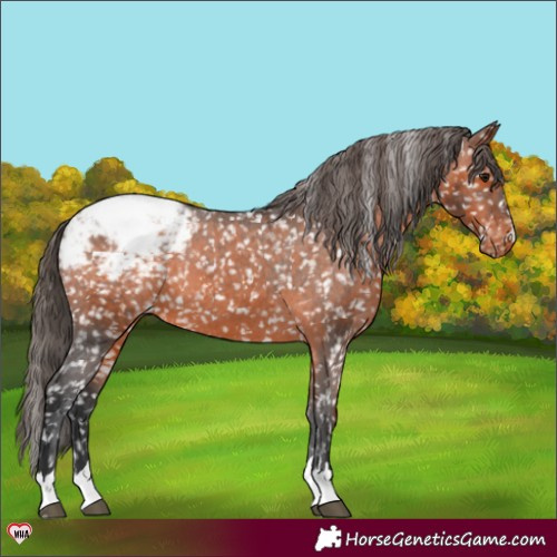 Horse Color:Brown Appaloosa 