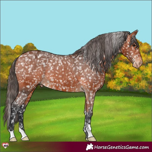 Horse Color:Bay Appaloosa 