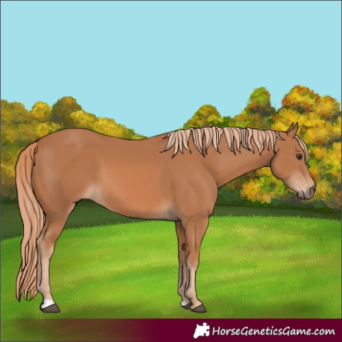 Horse Color:Chestnut 