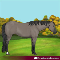 Horse Color:Grullo 
