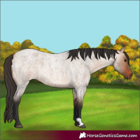 Horse Color:Bay Roan Dun 