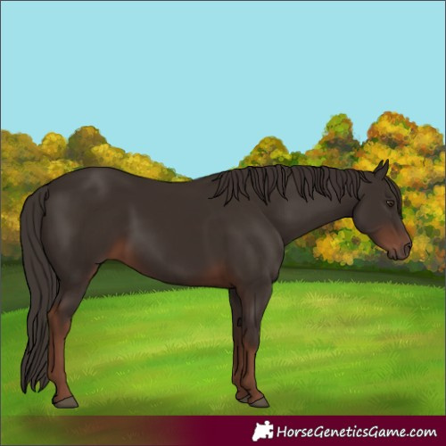 Horse Color:Liver Chestnut 
