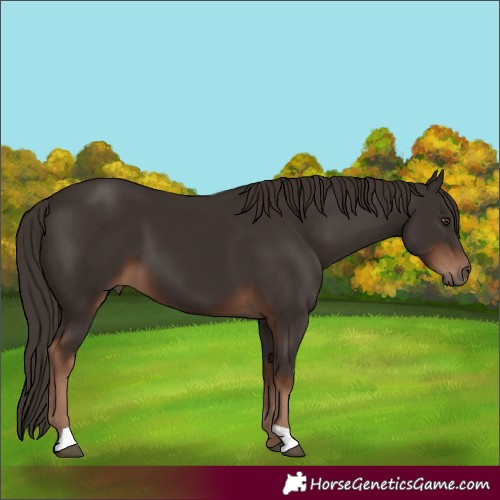 Horse Color:Liver Chestnut 