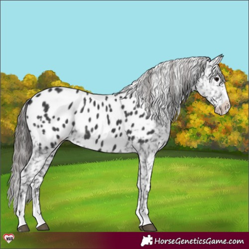 Horse Color:Black Appaloosa