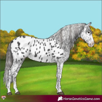 Horse Color:Black Appaloosa 