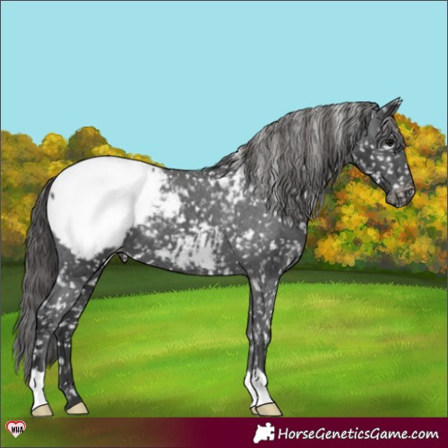 Horse Color:Black Appaloosa 