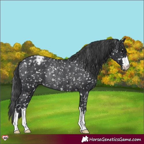 Horse Color:Black Appaloosa Rabicano 
