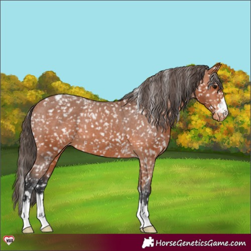Horse Color:Bay Appaloosa 