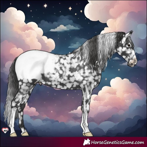Horse Color:Black Snowcap 