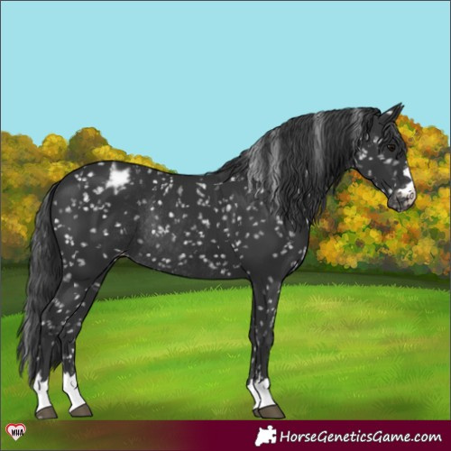 Horse Color:Black Appaloosa Rabicano 
