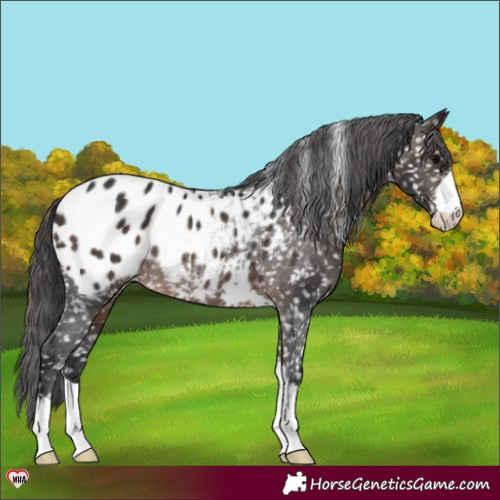 Horse Color:Brown Appaloosa Rabicano 
