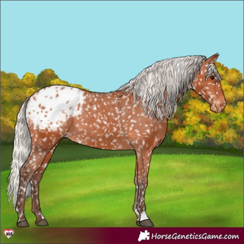 Horse Color:Silver Bay Appaloosa Rabicano 