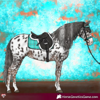 Horse Color:Liver Chestnut Appaloosa Rabicano 