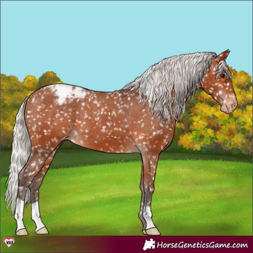 Horse Color:Silver Bay Appaloosa 