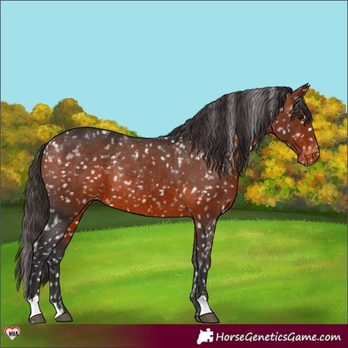 Horse Color:Bay Appaloosa Rabicano 