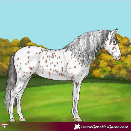 Horse Color:Brown Appaloosa Rabicano 