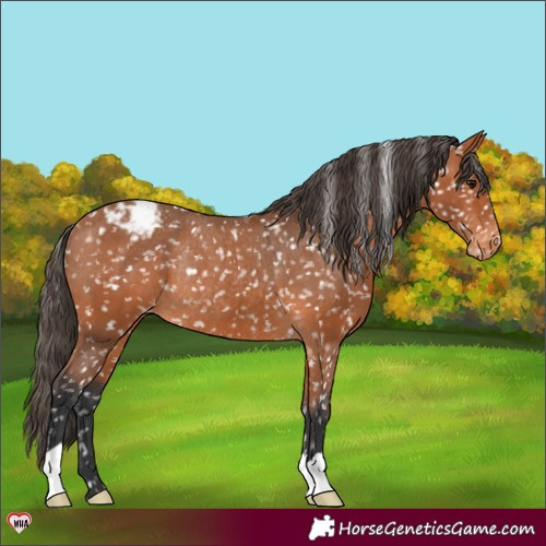 Horse Color:Bay Appaloosa Rabicano 